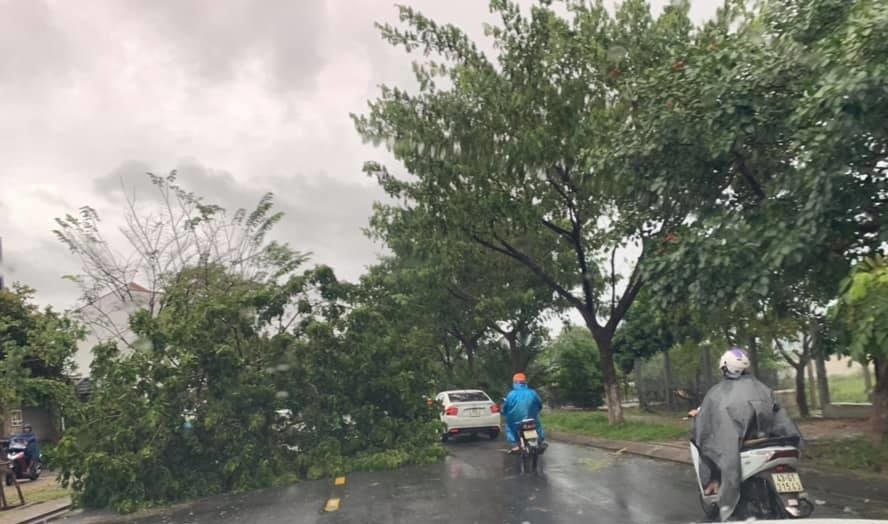 Đà Nẵng: Hàng loạt cây xanh đổ rạp do ảnh hưởng bão số 5 da nang hang loat cay xanh tren cac tuyen pho nga do do anh huong cua bao