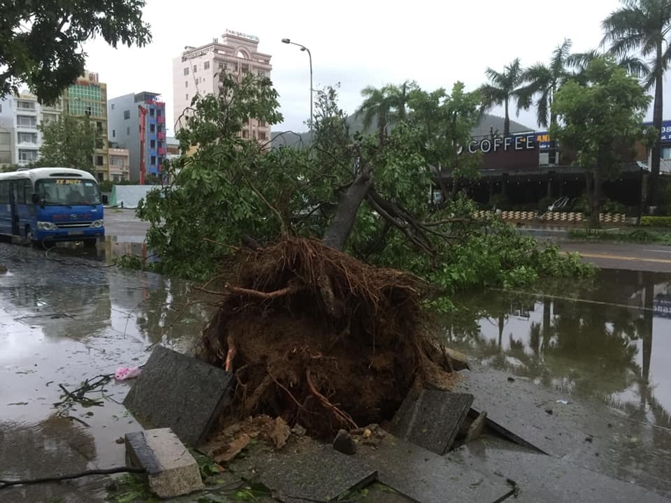 TP Quy Nhơn xác xơ sau bão số 5 tp quy nhon xac xo sau bao so 5