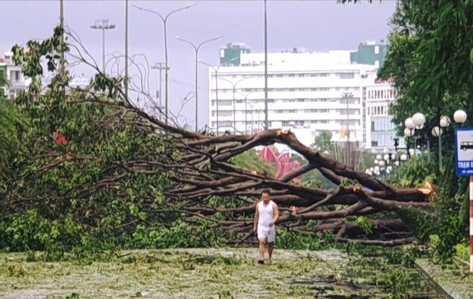 TP Quy Nhơn xác xơ sau bão số 5 tp quy nhon xac xo sau bao so 5