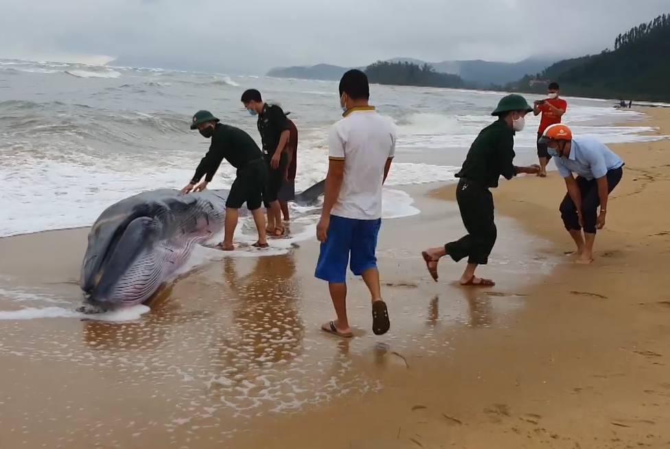 Nỗ lực giải cứu thành công cá voi bị dạt vào bãi biển Thừa Thiên Huế Nỗ lực giải cứu thành công cá voi bị dạt vào bãi biển Thừa Thiên Huế