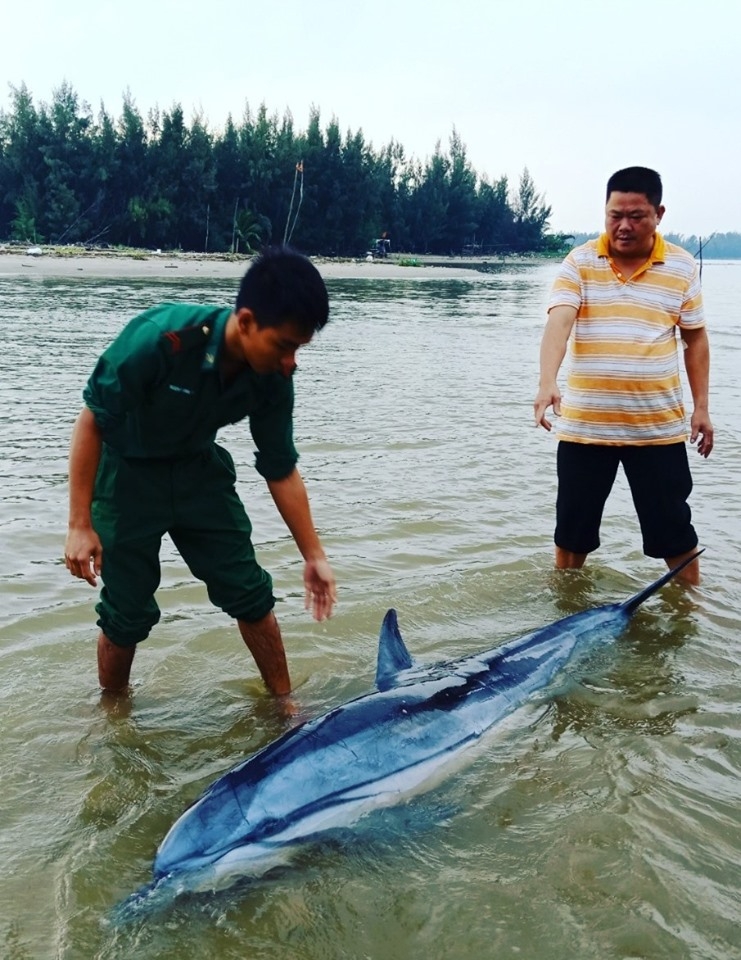 Cứu nhiều động vật biển quý hiếm lạc vào vùng biển Hội An cuu nhieu dong vat bien quy hiem lac vao vung bien hoi an