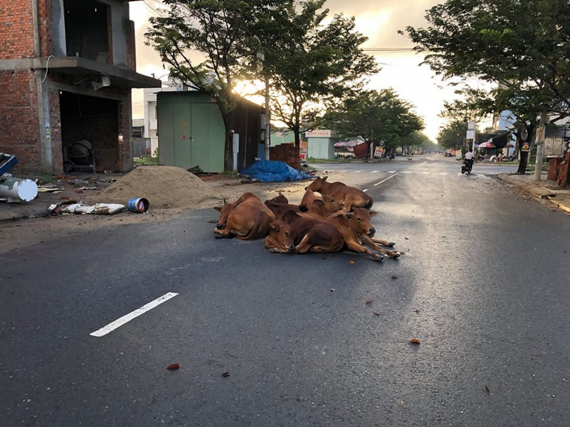 da nang bo tha rong gay mat my quan tiem an nguy co tai nan