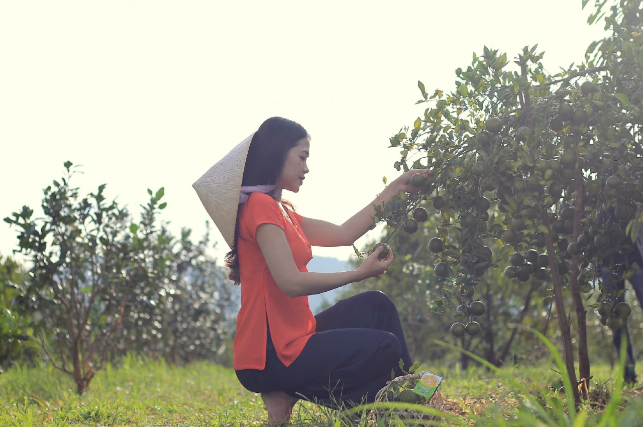Chàng cử nhân bỏ phố về rừng làm nông nghiệp sạch Chàng cử nhân bỏ phố về rừng làm nông nghiệp sạch