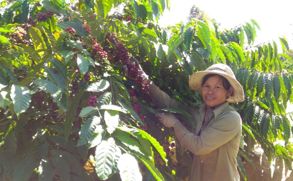 Mùa hái cà ở vùng gió chướng Mùa hái cà ở vùng gió chướng