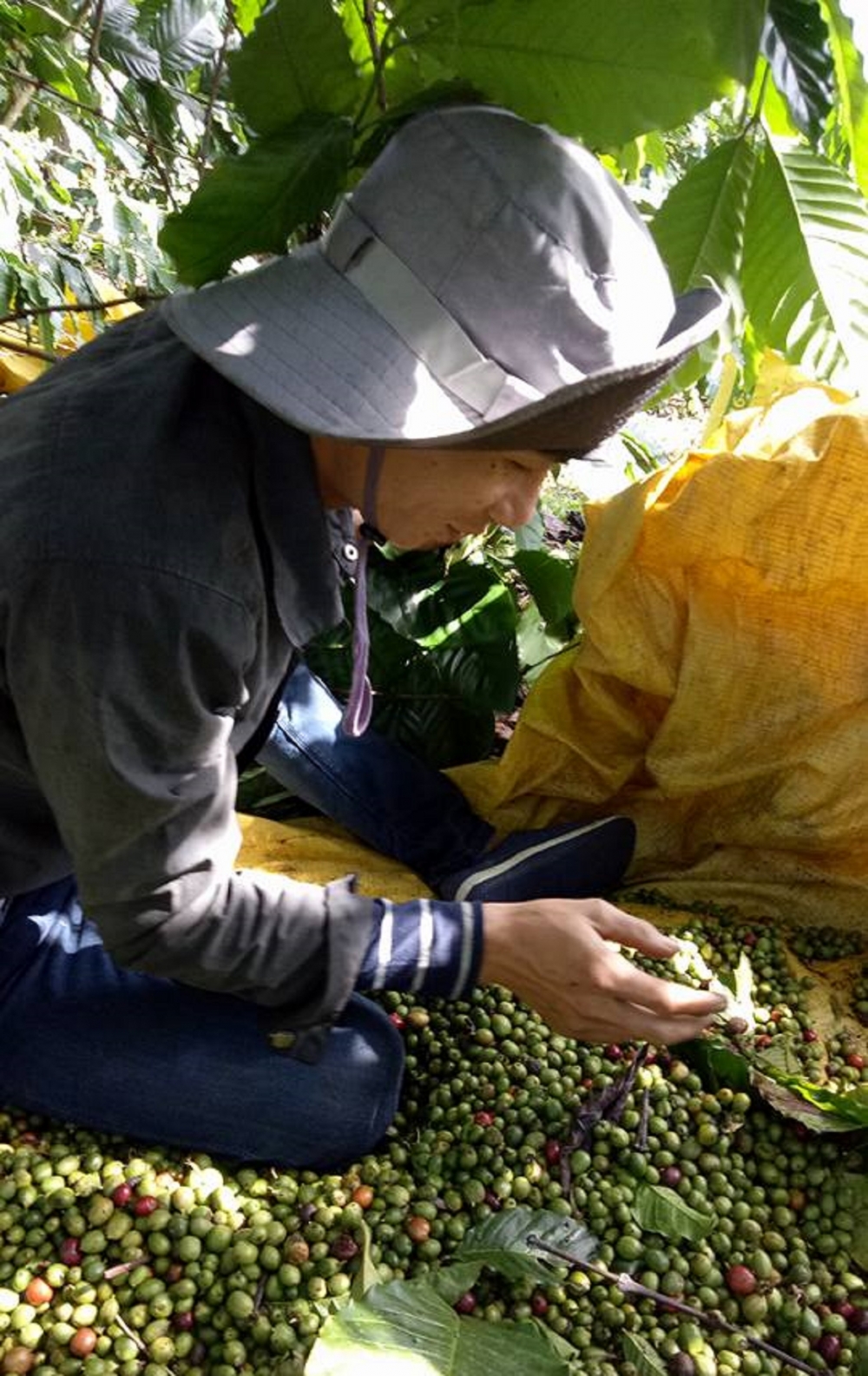 Mùa hái cà ở vùng gió chướng Mùa hái cà ở vùng gió chướng