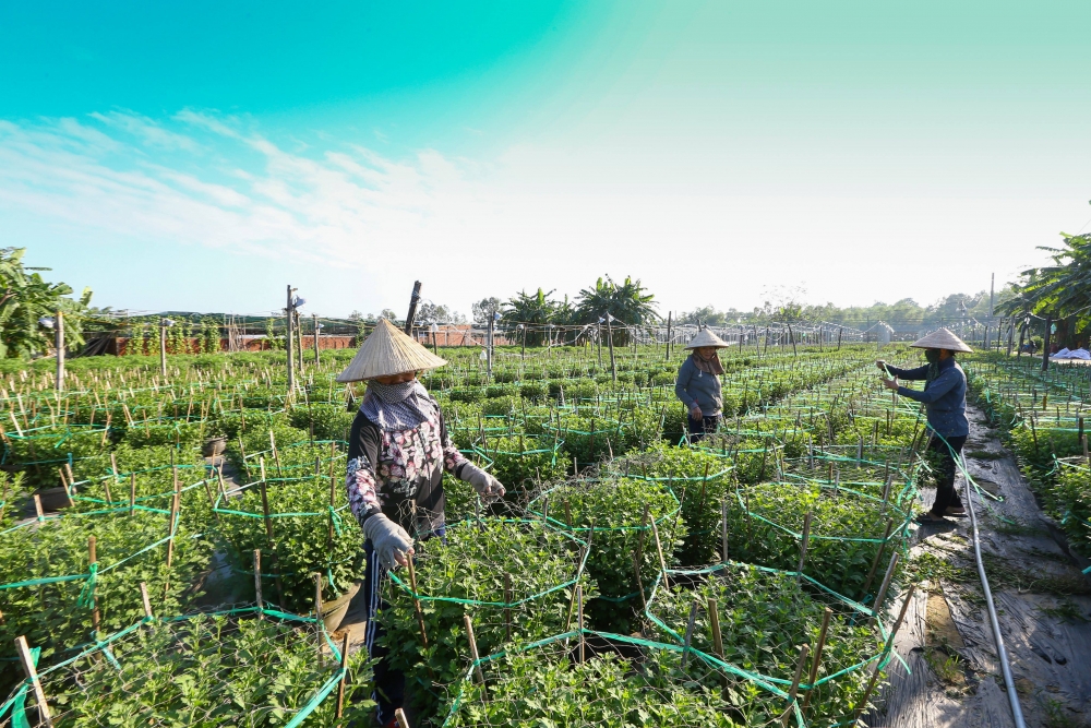 Nhiều vùng hoa ở miền Trung cấp tập cho vụ hoa Tết Nhiều vùng hoa ở miền Trung cấp tập cho vụ hoa Tết