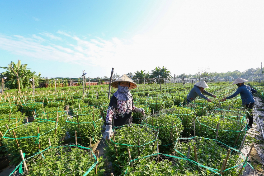 Nhiều vùng hoa ở miền Trung cấp tập cho vụ hoa Tết Nhiều vùng hoa ở miền Trung cấp tập cho vụ hoa Tết