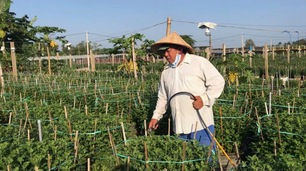 Nhiều vùng hoa ở miền Trung cấp tập cho vụ hoa Tết Nhiều vùng hoa ở miền Trung cấp tập cho vụ hoa Tết