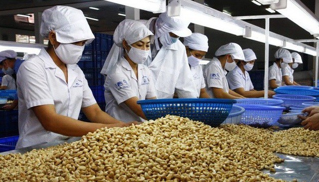 Xuất khẩu hạt điều của Việt Nam sang EU tăng mạnh trong năm 2021 Xuất khẩu hạt điều của Việt Nam sang EU tăng mạnh trong năm 2021