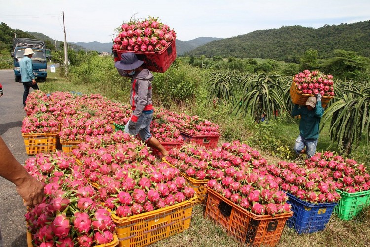 Bộ Công Thương kiến nghị tháo gỡ khó khăn thúc đẩy tiêu thụ thanh long Bộ Công Thương kiến nghị tháo gỡ khó khăn thúc đẩy tiêu thụ thanh long