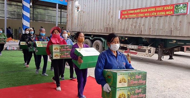 Nông dân Đoan Hùng thu gần 700 tỷ từ bưởi đặc sản trong năm 2021, lần đầu tiên xuất bán sang Nga
