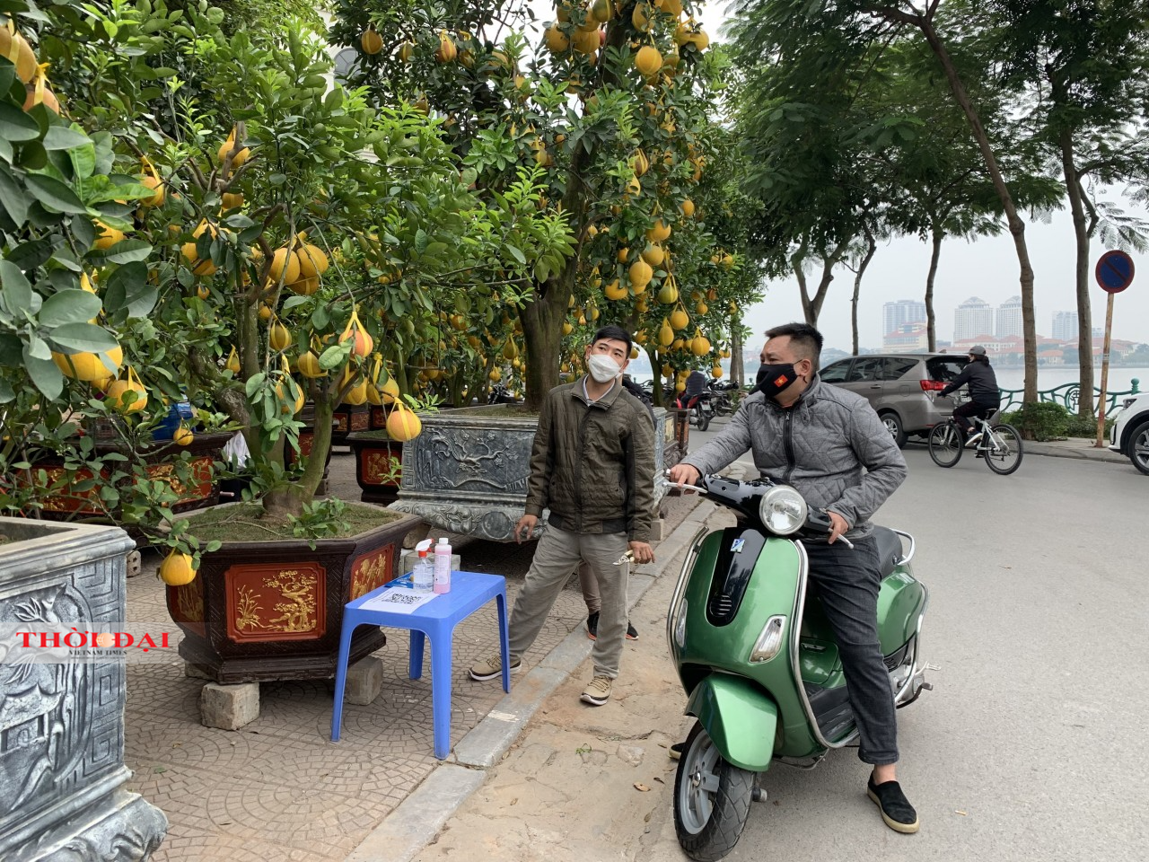 Thị trường cây cảnh Tết 2022: Bưởi cảnh “xuống phố”, giảm cả về số lượng và giá cả Thị trường cây cảnh Tết 2022: Bưởi cảnh “xuống phố”, giảm cả về số lượng và giá cả