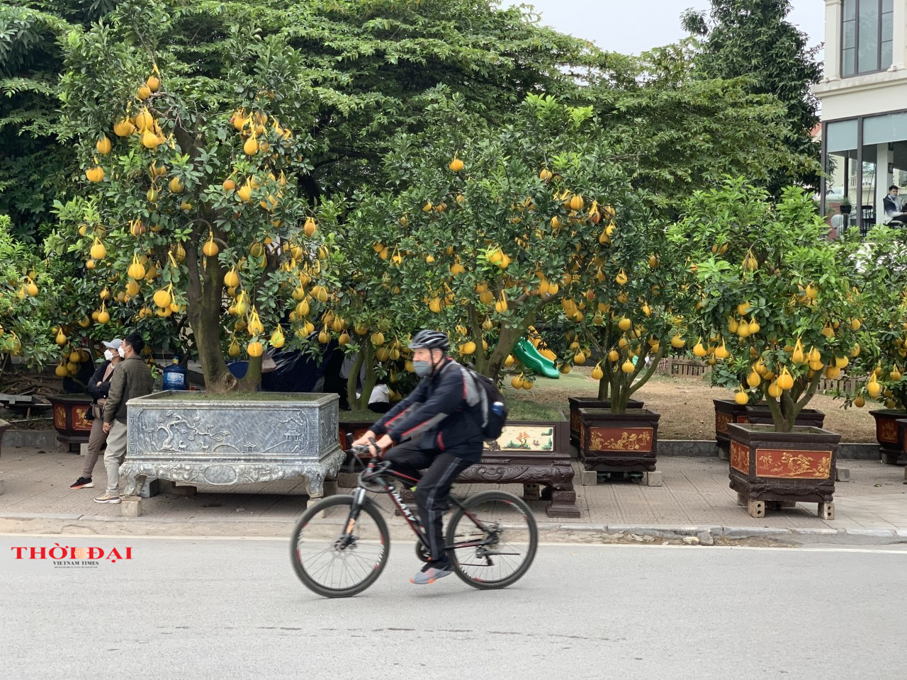 Thị trường cây cảnh Tết 2022 tại Hà Nội: Bưởi cảnh “xuống phố”, giảm cả về số lượng và giá cả Thị trường cây cảnh Tết 2022 tại Hà Nội: Bưởi cảnh “xuống phố”, giảm cả về số lượng và giá cả
