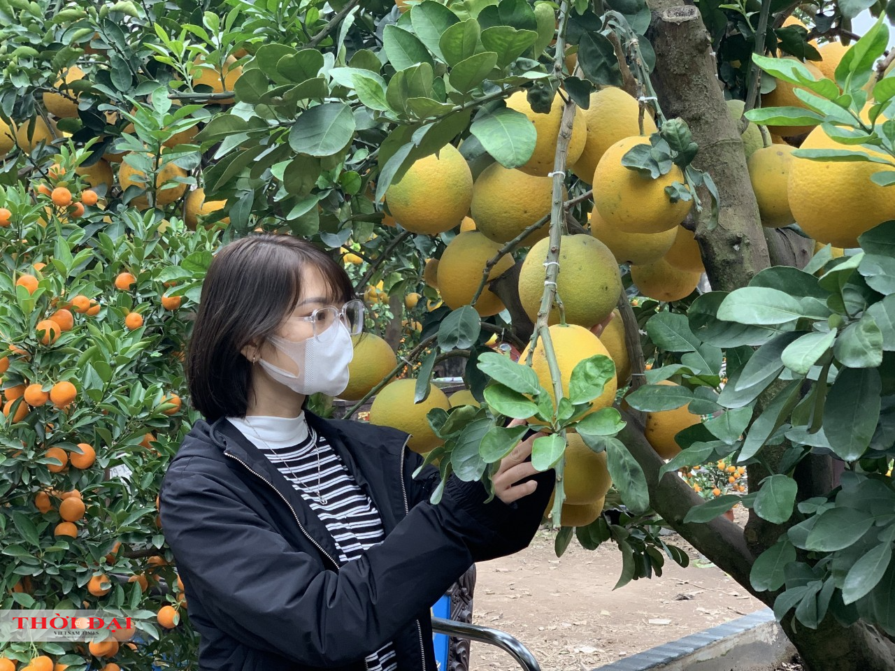 Thị trường cây cảnh Tết 2022: Bưởi cảnh “xuống phố”, giảm cả về số lượng và giá cả Thị trường cây cảnh Tết 2022: Bưởi cảnh “xuống phố”, giảm cả về số lượng và giá cả