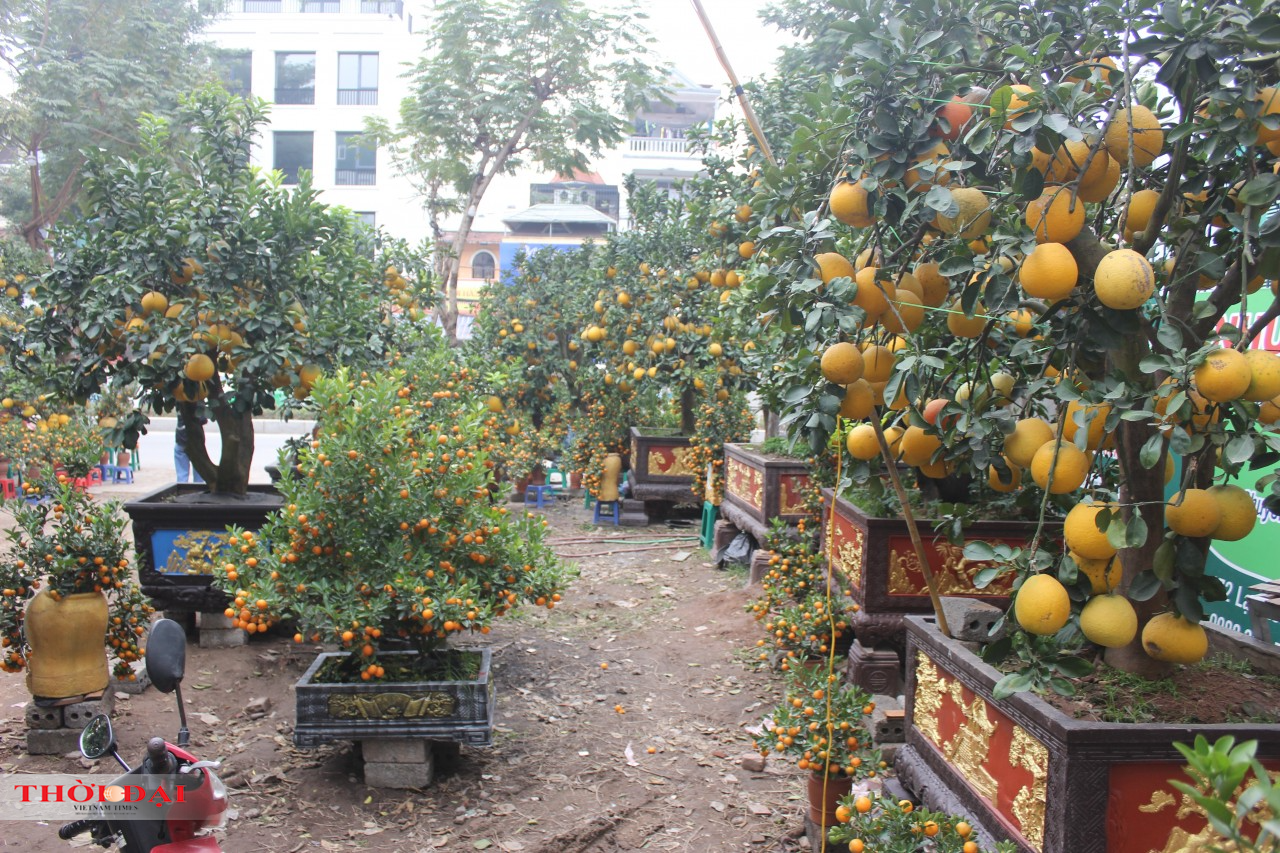 Thị trường cây cảnh Tết 2022: Bưởi cảnh “xuống phố”, giảm cả về số lượng và giá cả Thị trường cây cảnh Tết 2022: Bưởi cảnh “xuống phố”, giảm cả về số lượng và giá cả