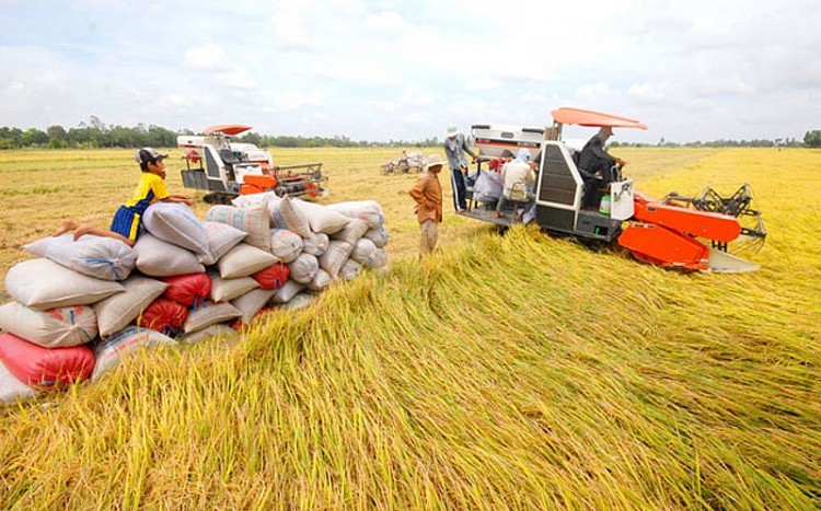 Sửa quy định về chứng nhận chủng loại gạo thơm xuất khẩu sang Liên minh châu Âu Sửa quy định về chứng nhận chủng loại gạo thơm xuất khẩu sang Liên minh châu Âu