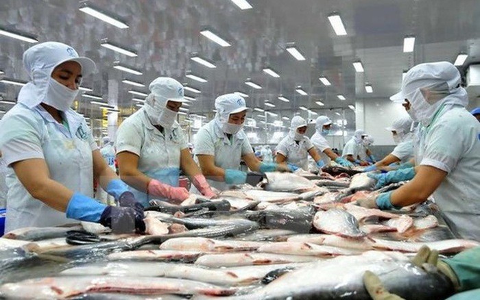 Xuất khẩu cá tra sang EU bật tăng trở lại | Báo Công Thương Xuất khẩu cá tra sang EU bật tăng trở lại | Báo Công Thương