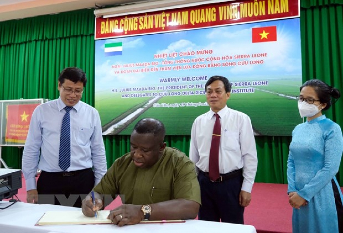 Toàn cảnh chuyến thăm chính thức Việt Nam của Tổng thống Sierra Leone và phu nhân Tổng thống Julius Maada Bio bày tỏ mong muốn thắt chặt quan hệ hợp tác trên lĩnh vực nông nghiệp với Việt Nam, được hỗ trợ chuyển giao tiến bộ khoa học về cây lúa, chia sẻ các kinh nghiệm giải quyết vấn đề huy động nguồn lực tư nhân vào sản xuất, kết hợp giải quyết các vấn đề về thủy lợi, cơ giới hóa nông nghiệp trong sản xuất lúa. Trong ảnh: Tổng thống Cộng hòa Sierra Leone Julius Maada Bio viết sổ lưu niệm tại Viện Lúa Đồng bằng sông Cửu Long. Ảnh: Thanh Liêm/TTXVN