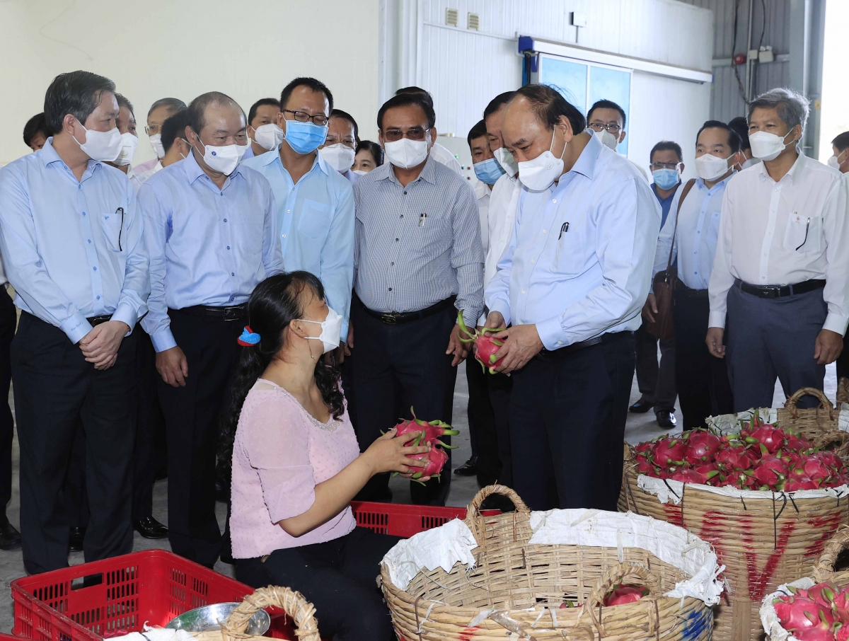 Chủ tịch nước Nguyễn Xuân Phúc thăm và nghe giới thiệu về mô hình sản xuất thanh long của HTX thanh long Mỹ Tịnh An.