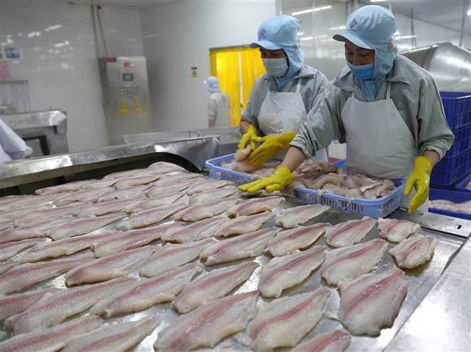 Xuất khẩu cá tra sang thị trường Anh: Tận dụng cơ hội từ UKVFTA | Báo Công Thương Xuất khẩu cá tra sang thị trường Anh: Tận dụng cơ hội từ UKVFTA | Báo Công Thương