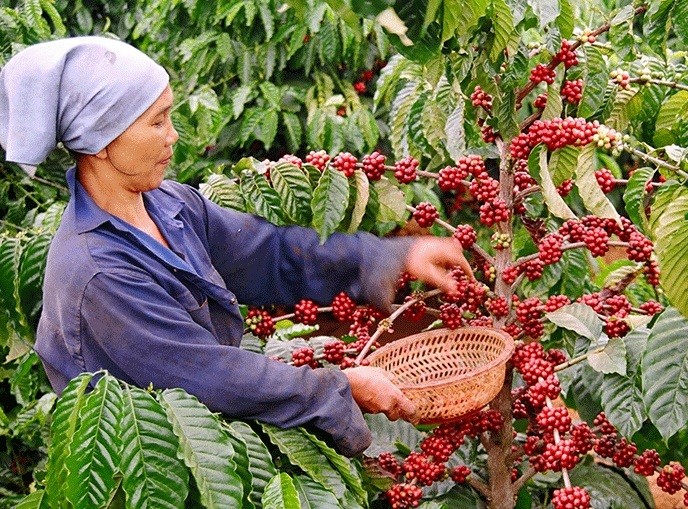Phiên tư vấn xuất khẩu sản phẩm chè và cà phê sang thị trường Ấn Độ Phiên tư vấn xuất khẩu sản phẩm chè và cà phê sang thị trường Ấn Độ