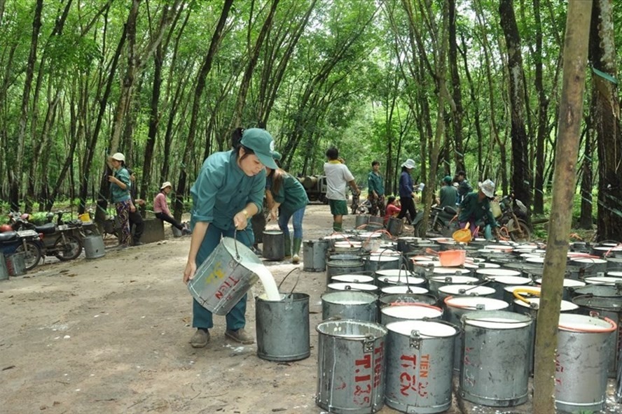 Xuất khẩu cao su tiếp tục tăng trưởng mạnh trong tháng 5/2022 | Báo Công Thương