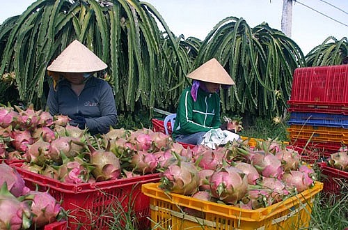 Không đủ căn cứ để cho rằng virus SARS-CoV-2 lây nhiễm qua bao bì và thùng đựng thanh long Không đủ căn cứ để cho rằng virus SARS-CoV-2 lây nhiễm qua bao bì và thùng đựng thanh long