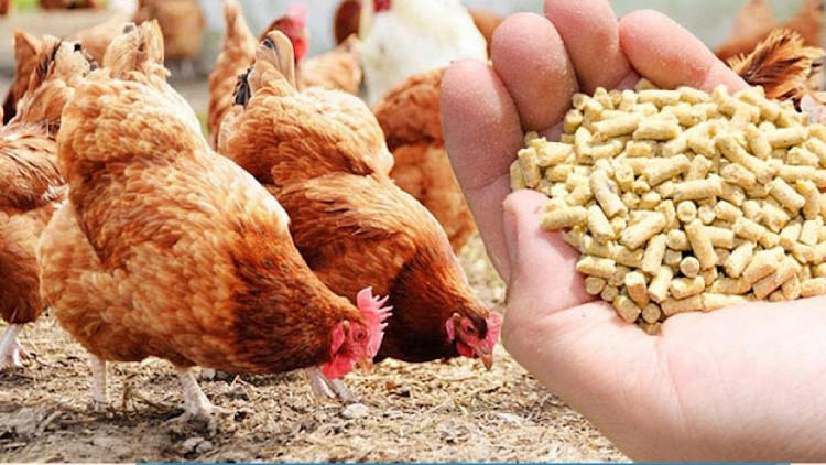 Việt Nam đã chi hơn 3 tỷ USD nhập khẩu thức ăn chăn nuôi trong 8 tháng năm 2021 Việt Nam đã chi hơn 3 tỷ USD nhập khẩu thức ăn chăn nuôi trong 8 tháng năm 2021