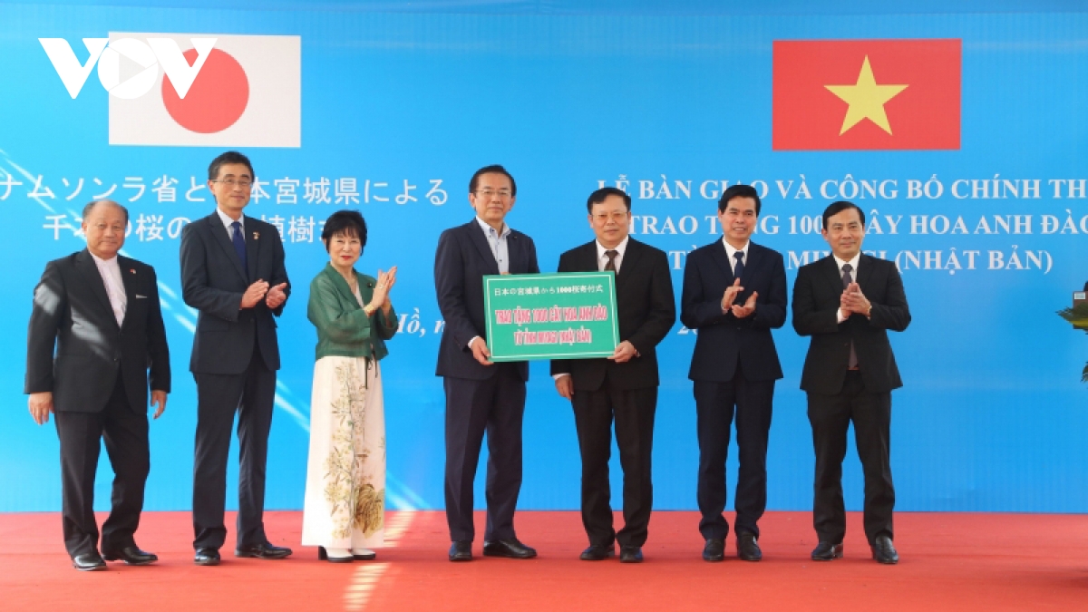 1.000 cây hoa anh Đào từ nhật bản được tặng cho huyện vân hồ, tỉnh sơn la hình ảnh 1 1.000 cay hoa anh Dao tu nhat ban duoc tang cho huyen van ho, tinh son la hinh anh 1