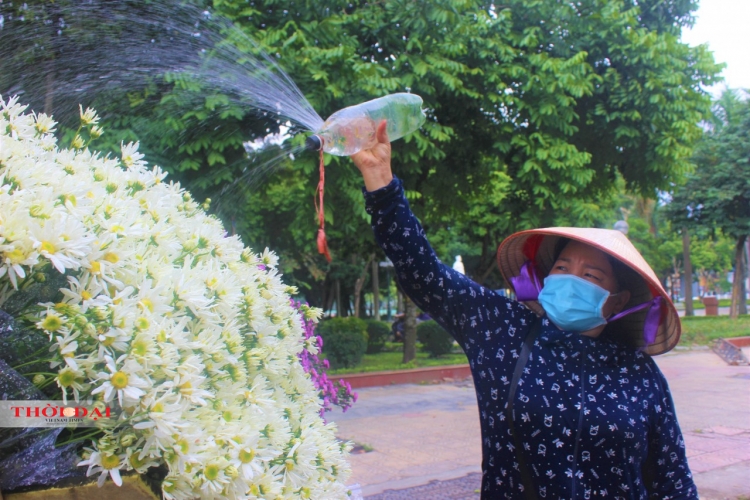 Cúc họa mi 