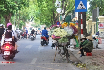 Cúc họa mi 