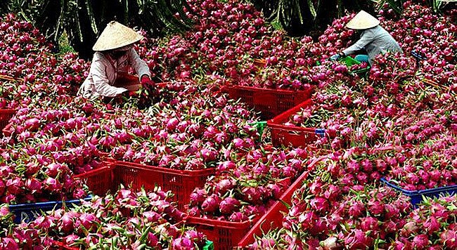Từ ngày 23/11, rau quả xuất khẩu vào EU sẽ thực hiện theo quy định mới Từ ngày 23/11, rau quả xuất khẩu vào EU sẽ thực hiện theo quy định mới