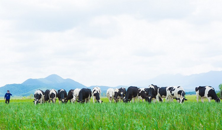 Vinamilk hiện có 2 trang trại bò sữa organic tại Việt Nam và dự án tổ hợp trang trại organic tại Lào dự kiến sẽ đi vào hoạt động đầu năm 2022. Vinamilk hiện có 2 trang trại bò sữa organic tại Việt Nam và dự án tổ hợp trang trại organic tại Lào dự kiến sẽ đi vào hoạt động đầu năm 2022.