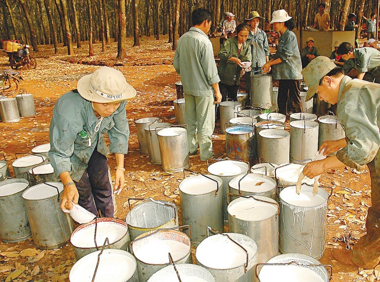 Sản xuất phục hồi, hoạt động xuất khẩu cao su tăng trở lại Sản xuất phục hồi, hoạt động xuất khẩu cao su tăng trở lại