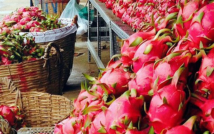Trung Quốc ngừng nhập khẩu thanh long Việt Nam Trung Quốc ngừng nhập khẩu thanh long Việt Nam