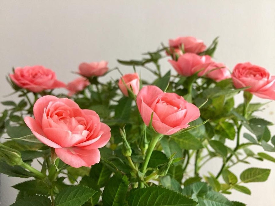Những lời chúc ngày 8/3 dành cho người yêu khiến nàng cảm thấy mình đặc biệt vô cùng Những lời chúc ngày 8/3 dành cho người yêu khiến nàng cảm thấy mình đặc biệt vô cùng