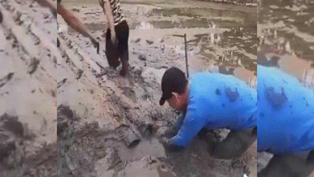 Video: Đi bắt ba ba, nhóm thanh niên hoảng loạn rụng rời khi tóm đúng đầu trăn 