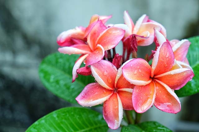 Tử vi tuần mới 12/4 đến 18/4/2021 tuổi Thìn: Bản thân sẽ rơi vào tình huống khó xử Tử vi tuần mới 12/4 đến 18/4/2021 tuổi Thìn: Bản thân sẽ rơi vào tình huống khó xử
