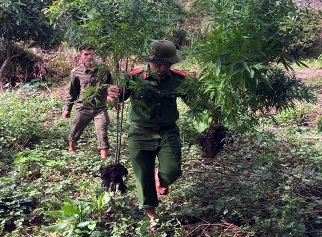 Thông tin pháp luật chiều 9/10: Phát hiện thanh niên vừa nuôi gia súc vừa Thông tin pháp luật chiều 9/10: Phát hiện thanh niên vừa nuôi gia súc vừa