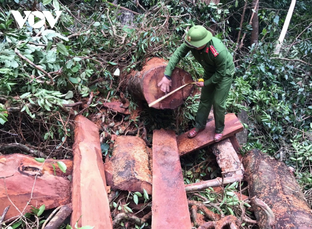 Thông tin pháp luật sáng 8/12: Tạm giữ hình sự 5 đối tượng phá rừng ở Quảng Bình Thông tin pháp luật sáng 8/12: Tạm giữ hình sự 5 đối tượng phá rừng ở Quảng Bình