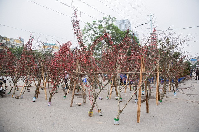 Nghiên cứu kỹ phương án truy xuất nguồn gốc cây đào Nghiên cứu kỹ phương án truy xuất nguồn gốc cây đào