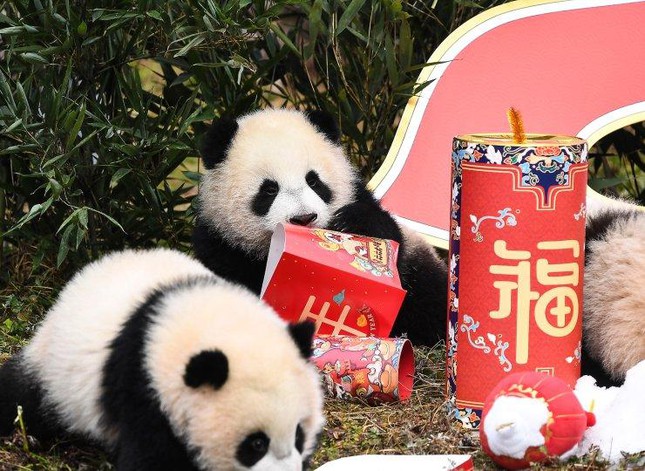 Châu Á trang hoàng rực rỡ, người dân nô nức mua sắm chuẩn bị đón năm Dần Châu Á trang hoàng rực rỡ, người dân nô nức mua sắm chuẩn bị đón năm Dần ảnh 26