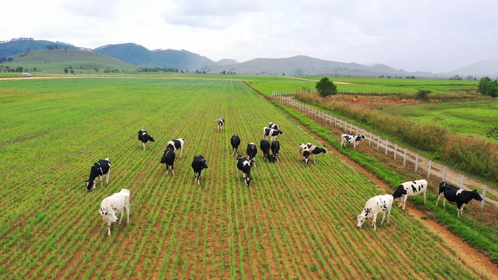 Tổ hợp trang trại tại Lào của Vinamilk đẩy nhanh tiến độ hoàn thành giai đoạn 1 Tổ hợp trang trại tại Lào của Vinamilk đẩy nhanh tiến độ hoàn thành giai đoạn 1