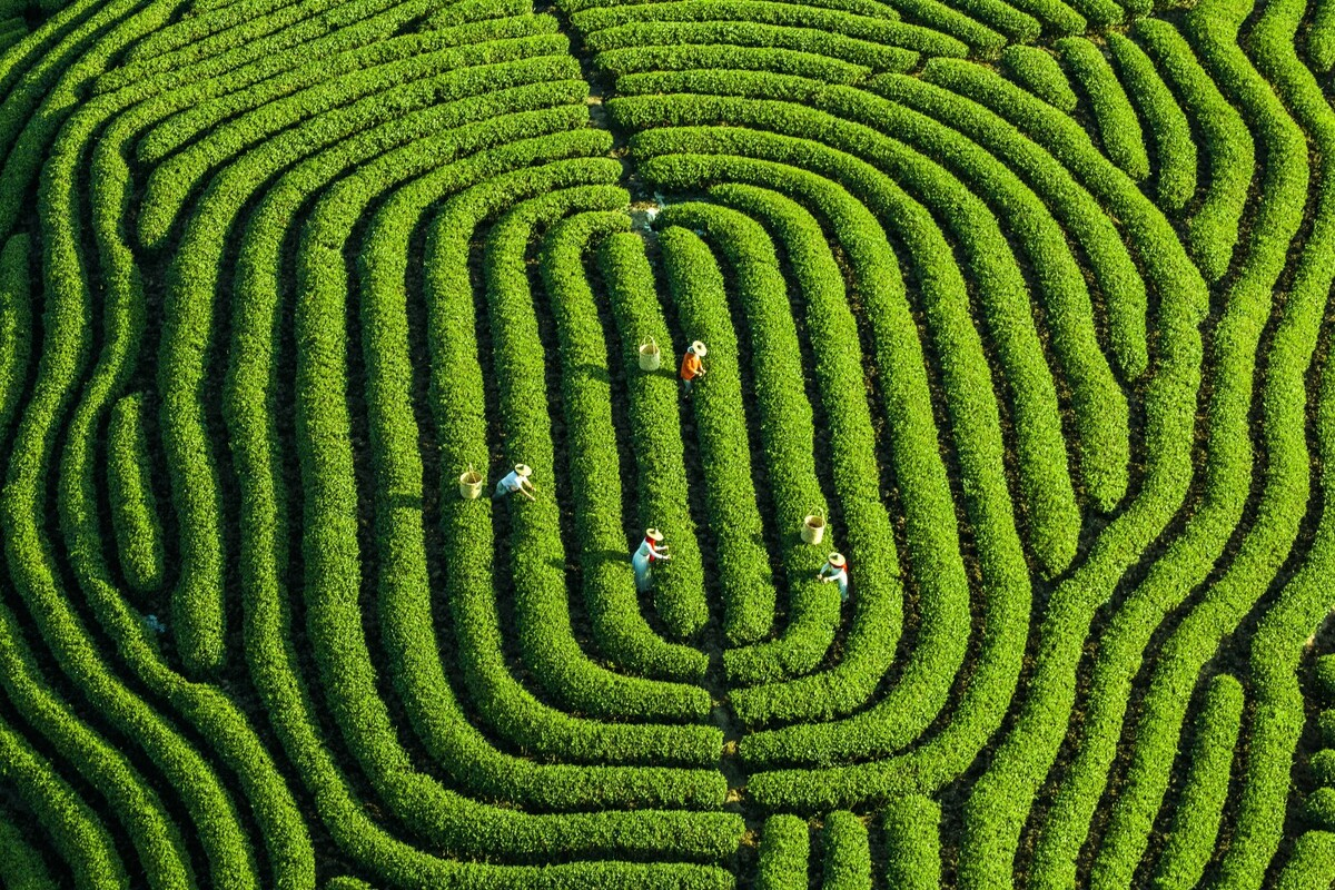 Photo taken in Vietnam shortlisted in international contest Photo taken in Vietnam shortlisted in international contest