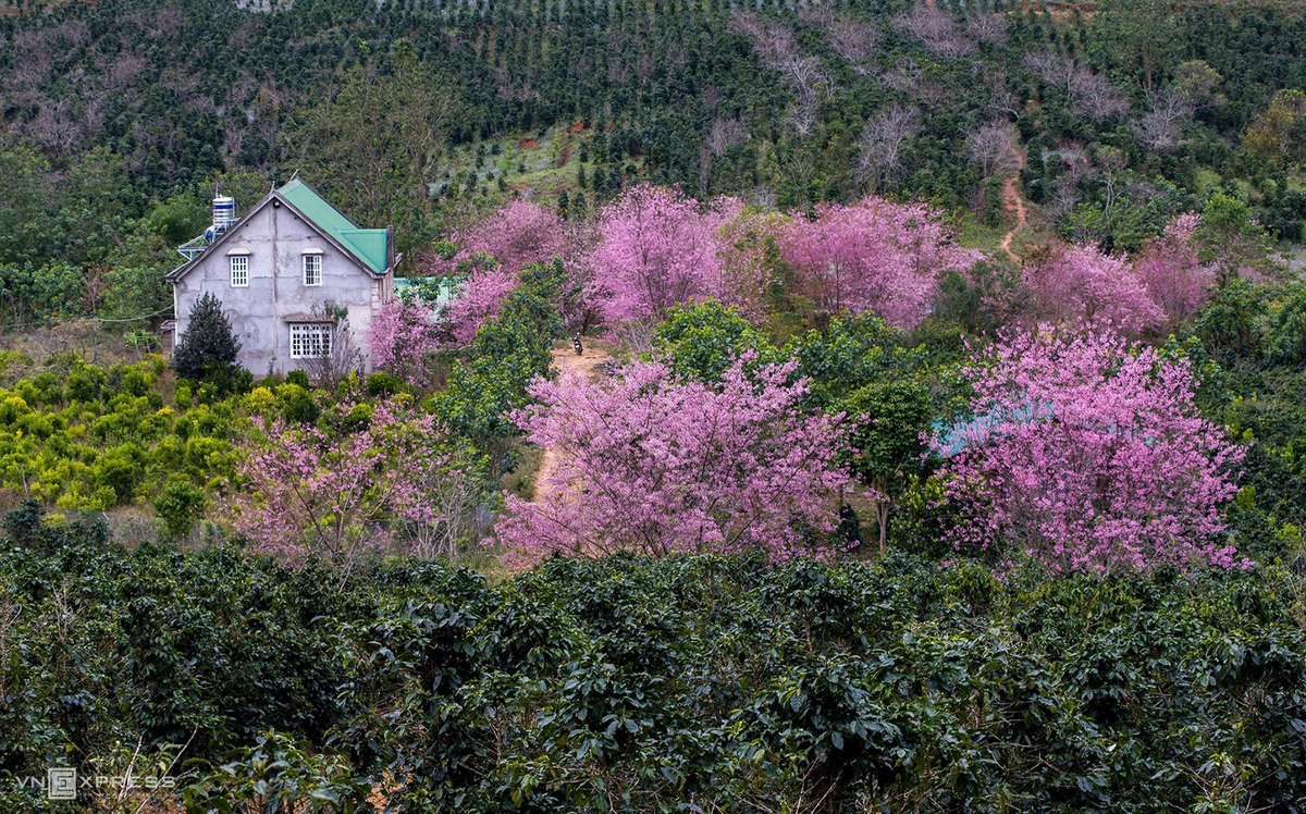 Da Lat blanketed in pink of blooming cherry blossoms Da Lat blanketed in pink of blooming cherry blossoms