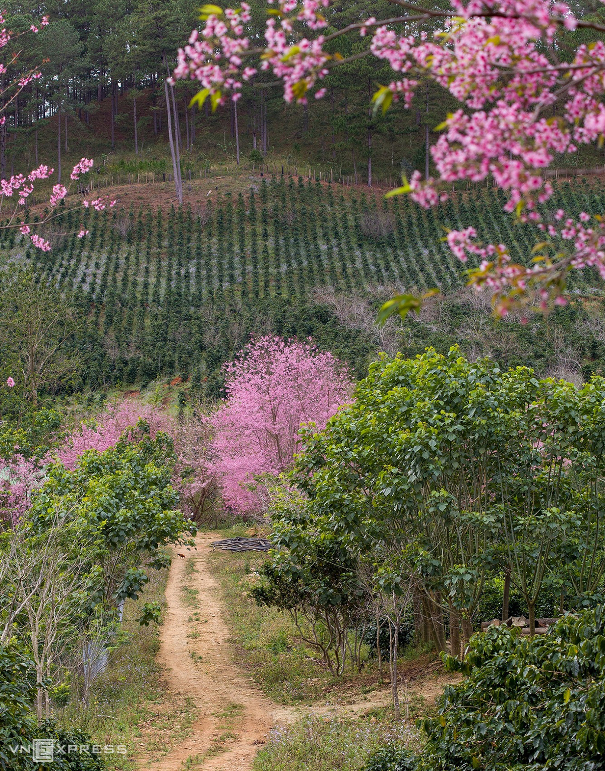 Da Lat blanketed in pink of blooming cherry blossoms Da Lat blanketed in pink of blooming cherry blossoms