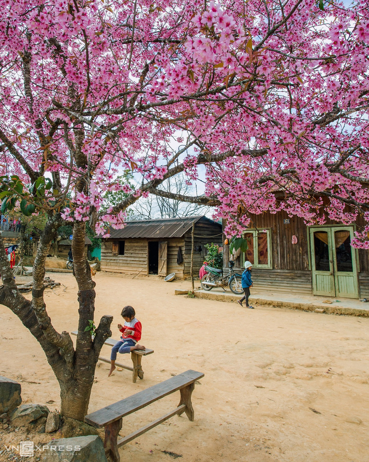 Da Lat blanketed in pink of blooming cherry blossoms Da Lat blanketed in pink of blooming cherry blossoms