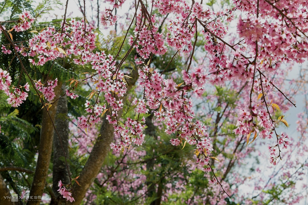 Da Lat blanketed in pink of blooming cherry blossoms Da Lat blanketed in pink of blooming cherry blossoms