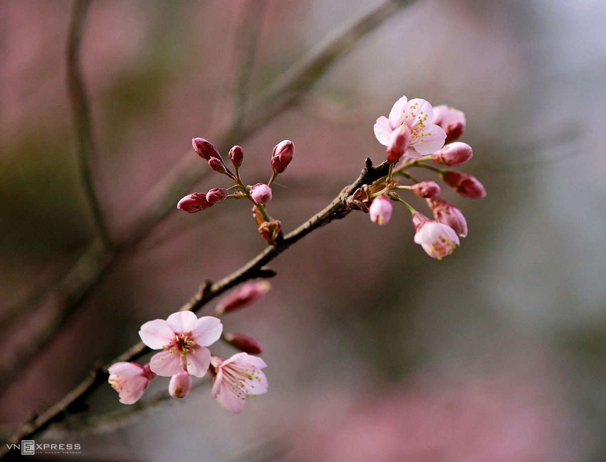 Da Lat blanketed in pink of blooming cherry blossoms Da Lat blanketed in pink of blooming cherry blossoms