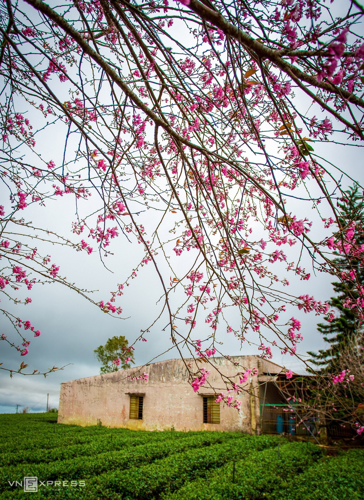 Da Lat blanketed in pink of blooming cherry blossoms Da Lat blanketed in pink of blooming cherry blossoms